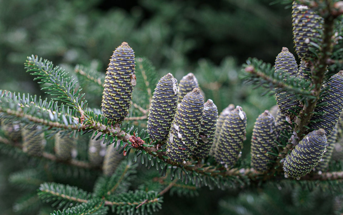Huile essentielle de sapin baumier : un trésor boréal pour les soins de la barbe