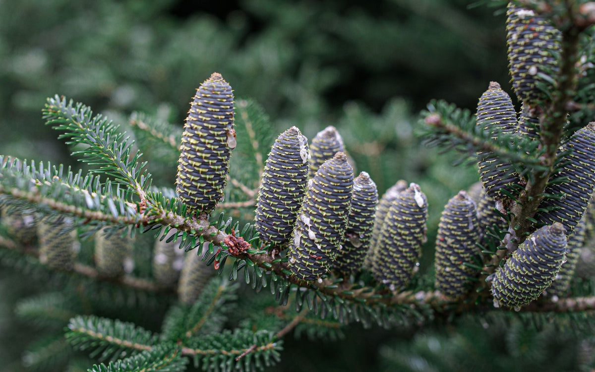Huile essentielle de sapin baumier : un trésor boréal pour les soins de la barbe