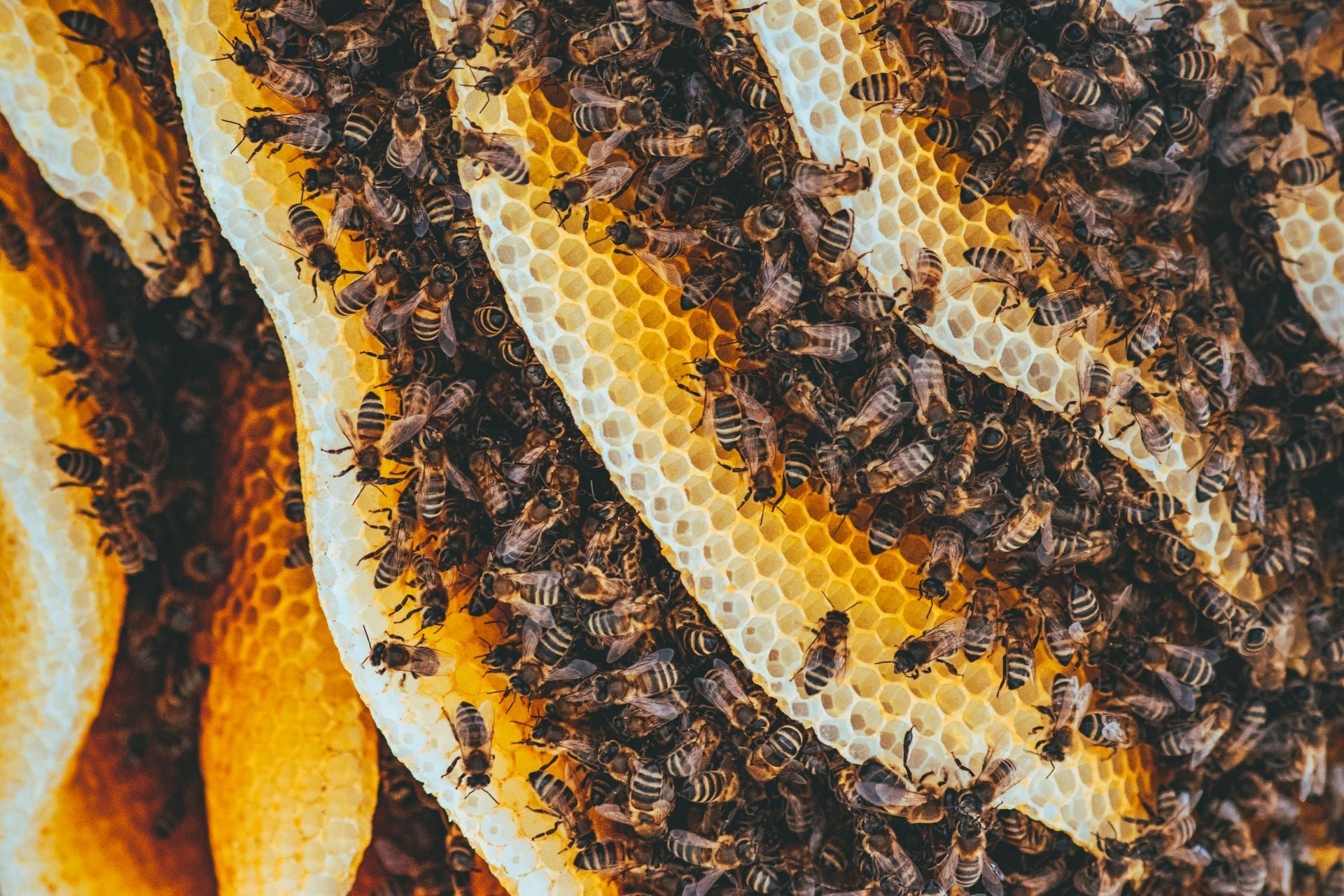 Les bienfaits de la cire d’abeille dans les déodorants artisanaux