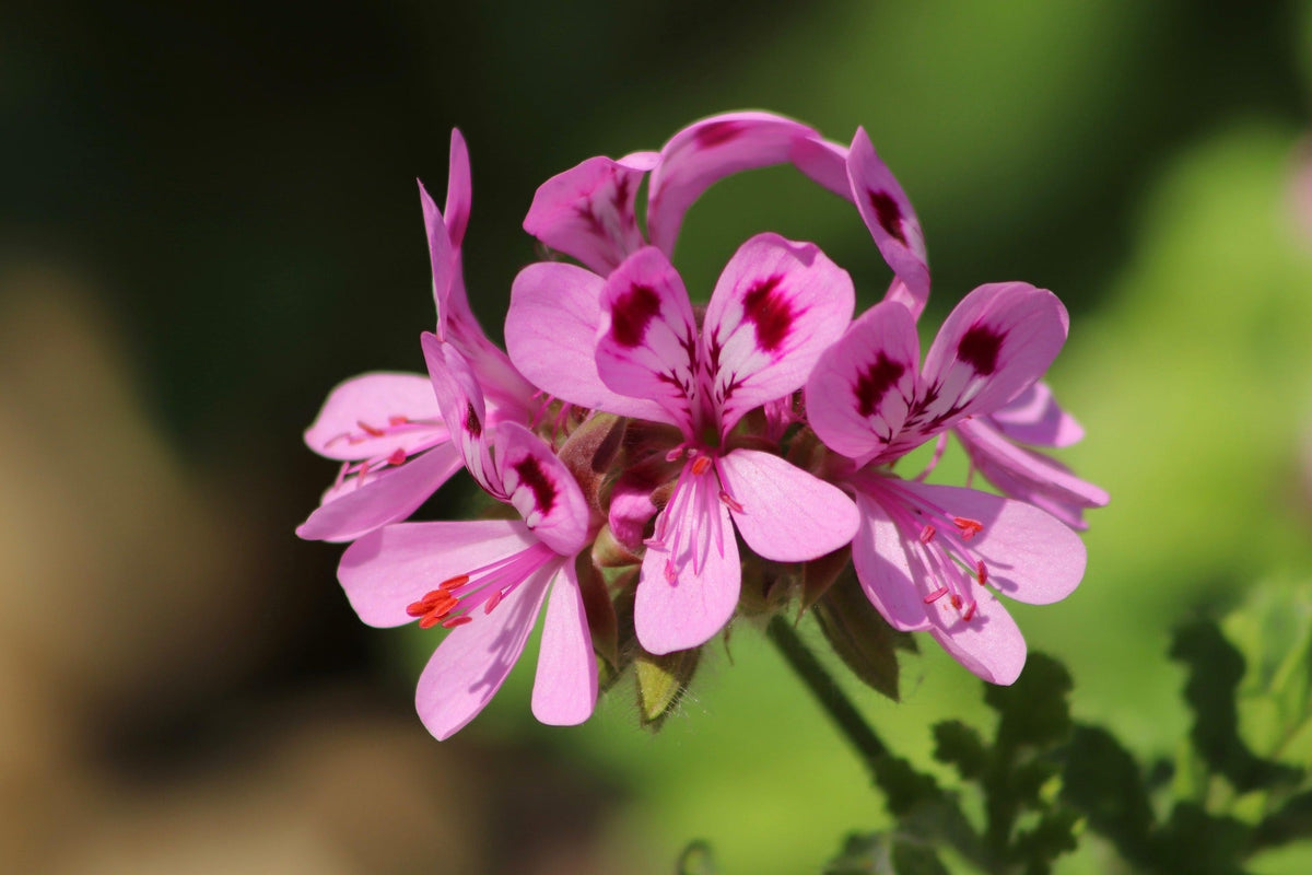 Le géranium Bourbon : vertus et bienfaits de cette huile essentielle florale