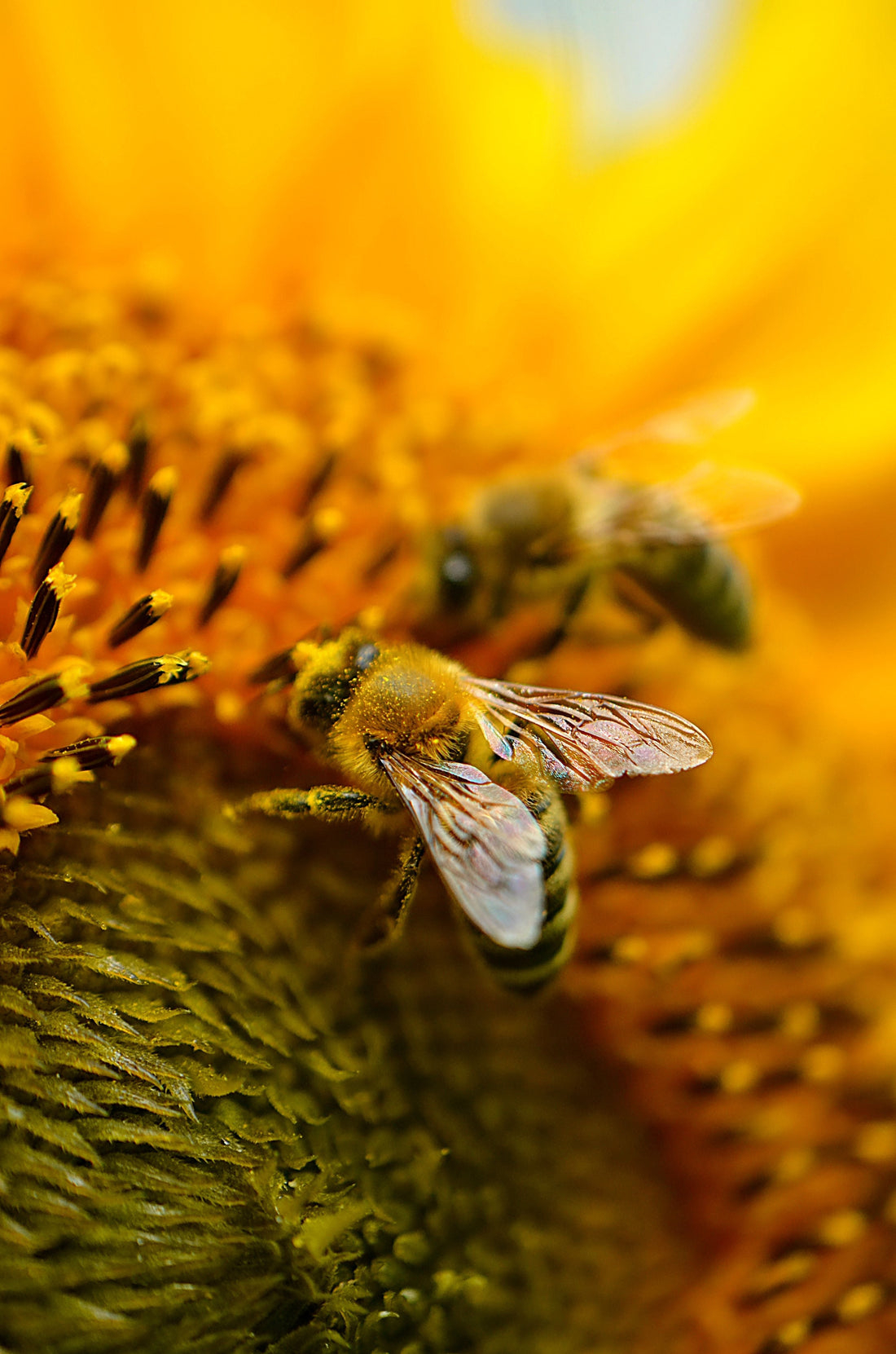 La cire d’abeille : l’ingrédient naturel essentiel des soins artisanaux pour homme